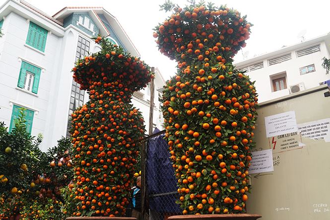 Cặp quất lục bình khủng giá hàng chục triệu ở Hà Nội